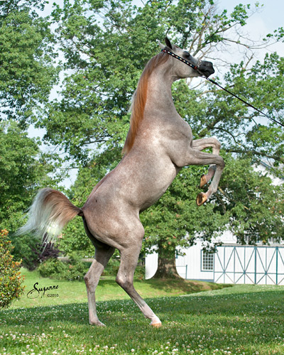 Kamal Ibn Adeed ( Al Adeed Al Shaqab x NF Bint Sajha ) 
